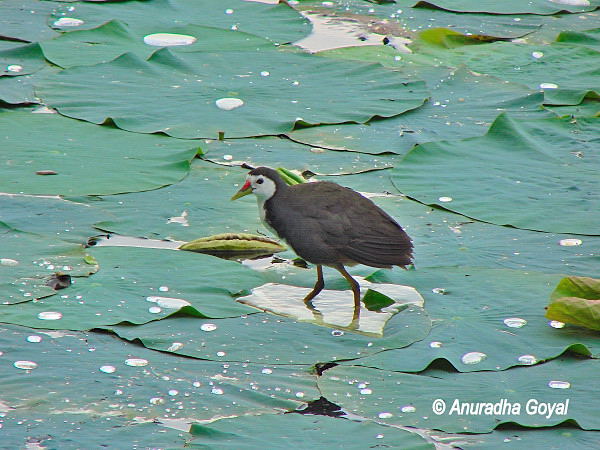 White-breasted Waterhen on the Lotus leaf