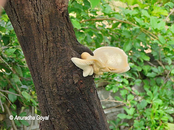 Wild Mushroom's growing on tree trunk