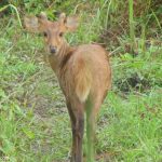 Perfect pose by the Deer at Kaziranga national park