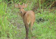 Perfect pose by the Deer at Kaziranga national park