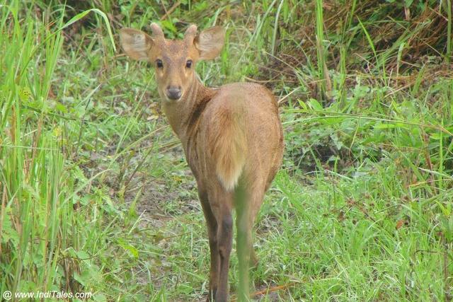 Perfect pose by the Deer at Kaziranga national park