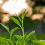 Tea Gardens Of Assam – Places To Visit In Assam Fresh light green colored Tea leaf
