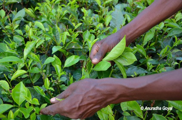 Plucking the right leaves