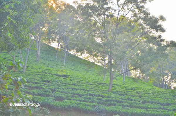 Lush greenery everywhere