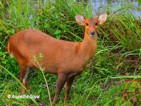 Deer in the wilderness