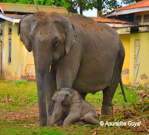 An Elephant with newborn calf