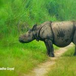 Single-horned Rhino calf at Kaziranga National Park