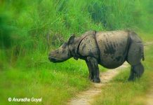 Single-horned Rhino calf at Kaziranga National Park