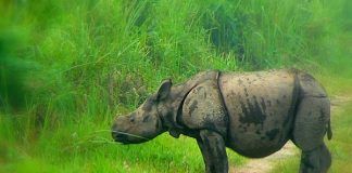 Single-horned Rhino calf at Kaziranga National Park