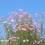 Flowers by the roadside en route to Cherrapunji