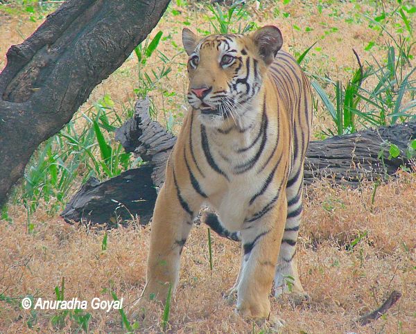 Bengal Tiger at Nehru Zoological Park, Hyderabad