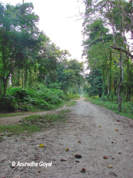 Explore the jungles - the mud path