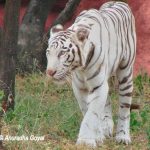 White Tiger at Nehru Zoo, Hyderabad