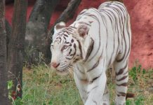 White Tiger at Nehru Zoo, Hyderabad