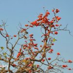 Forest Flame or Palash flower, Chhattisgarh