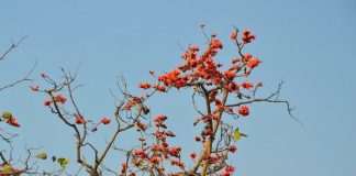 Forest Flame or Palash flower, Chhattisgarh