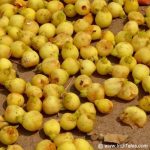 Mahua Flowers scattered on the ground