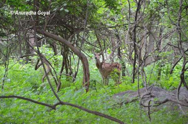 Spotted Deer at Pocharam Wildlife Sanctuary