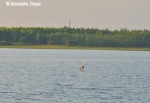 Landscape view of the waterbody in Hyderabad