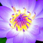 Looking back at 2012 - Blue Lily Flower