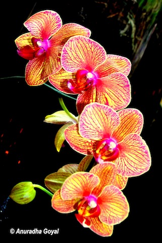 Happy New Year - Orchid Flower