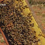 Honey bees and Beeswax on the frame, Honey-Making Box at Araku Valley