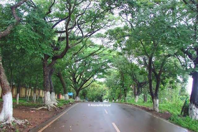 The green canopy on Raj Bhavan road