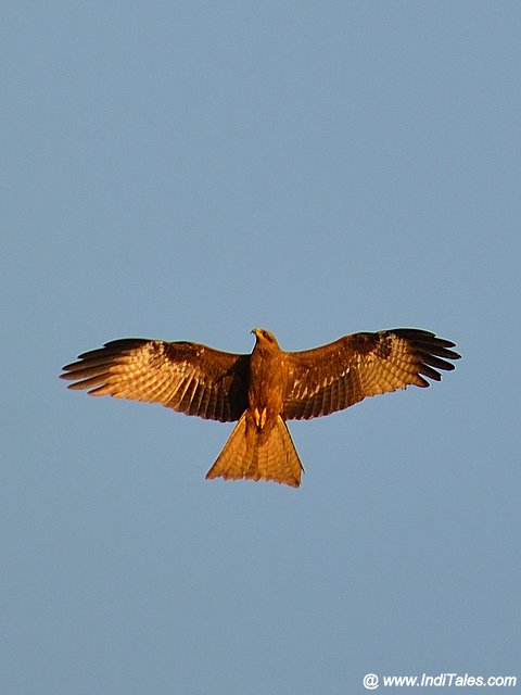 Black-Kite bird in-flight