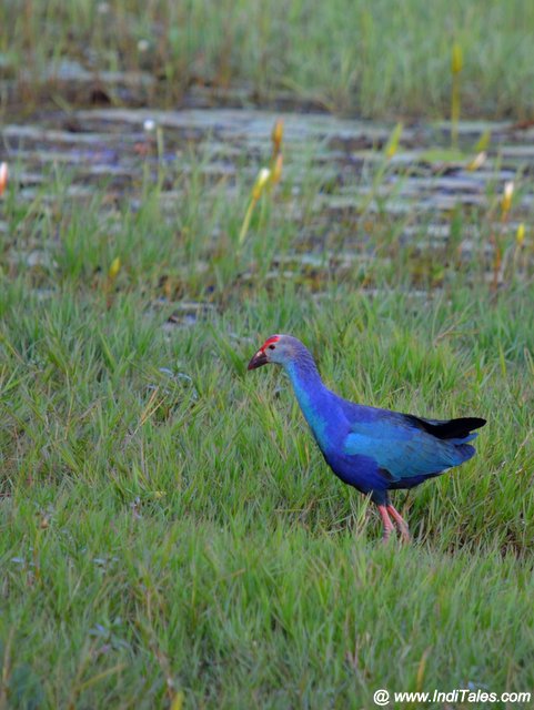 Purple Swamphen wading through the shallow waters