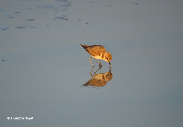 Kentish-plover bird with its reflection