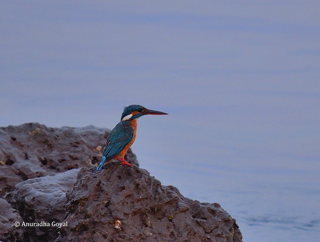 Common Kingfisher bird by the river looking for the prey