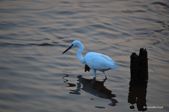 Egret by the shore of the river