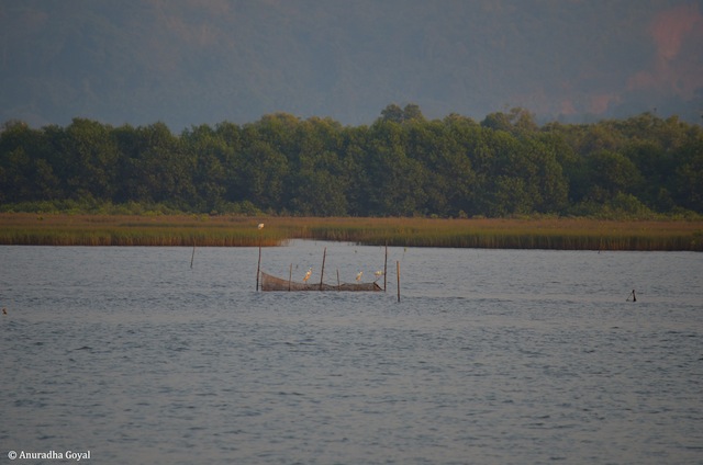 Mandovi river