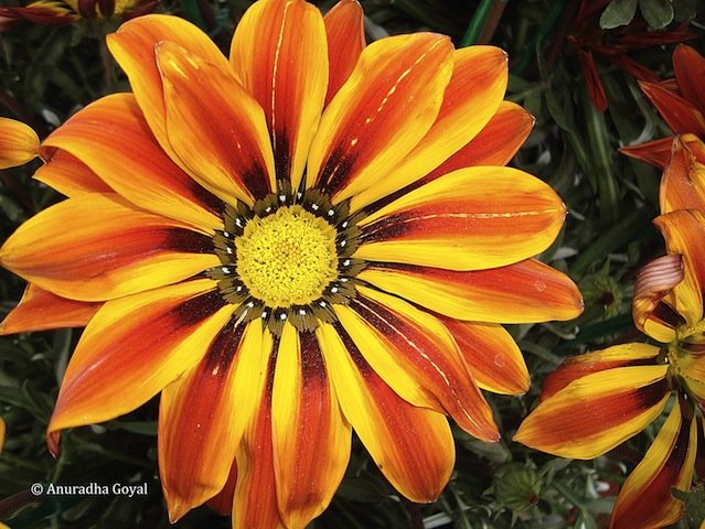 Orange Gazania Flower