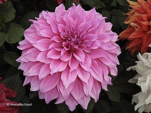 Pink Dahlia