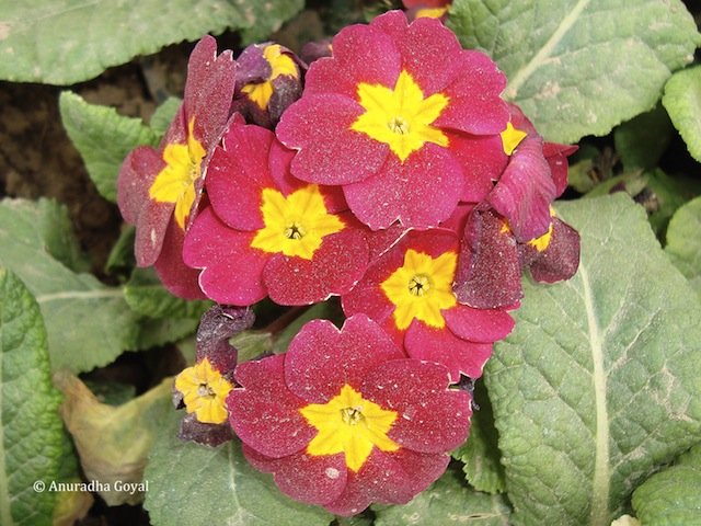 Red Primrose Flowers