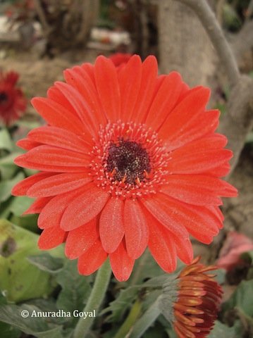 Red Cosmos Flower