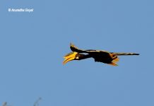 Male Malabar Pied Hornbill in-flight at Dandeli