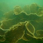 Corals found while Scuba Diving in Malvan