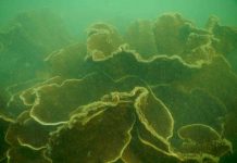 Corals found while Scuba Diving in Malvan