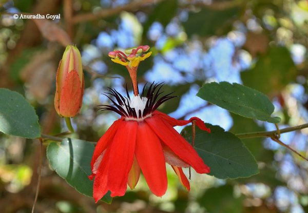 Passiflora coccinea or Red Passion flower