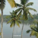 South Kerala Tour First Impressions – Trip Planning Typical Kerala landscape of Coconut tree-lined backwaters