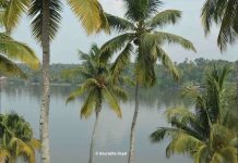 Typical Kerala landscape of Coconut tree-lined backwaters