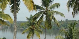 Typical Kerala landscape of Coconut tree-lined backwaters