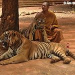 Buddhist monk with Tigers at Tiger Temple