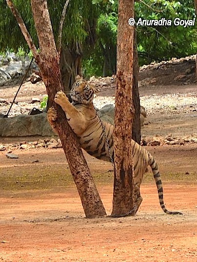 Chained Tiger Hugging the Tree