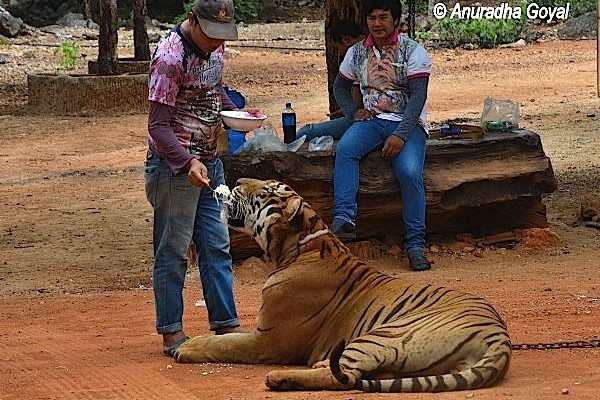 Feeding noodles to a Tiger with spoon