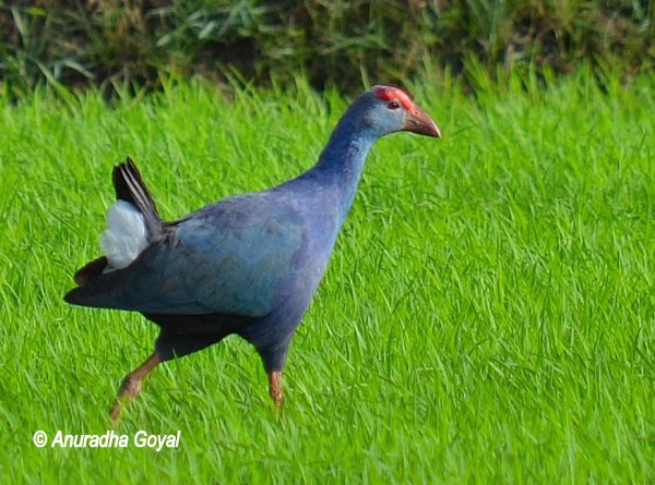 Purple Swamphen strolling in the lush green fields of Maina, Curtorim, Goa