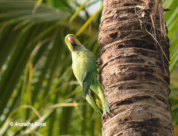 Rose-ringed Parakeet near the nest on coconut tree at Maina, Curtorim, Goa