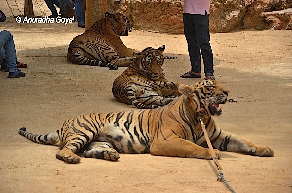 Rows of tigers tied to the trees